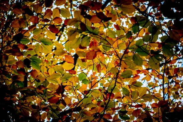 Unter Dem Üppigen Herbstlaub Mit Wechselnden Blattfarben Schönheit Der Natur — Stockfoto