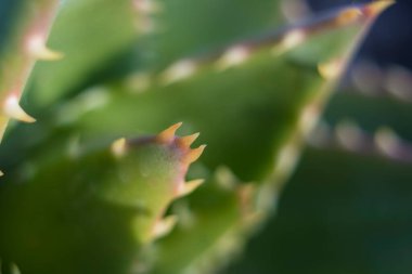 Dikenlerin makro görüntüsü aloe perfoliata ya da mitre aloe dikenleri, namı diğer Rubble Aloe.