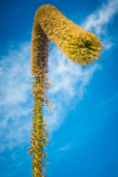 Low Angle View Foxtail Agave Flower Latin Name Agave Attenuata — Stock Photo, Image