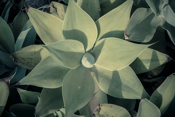 Bezpośrednio Powyżej Ujęcia Rośliny Lisiej Agawy — Zdjęcie stockowe