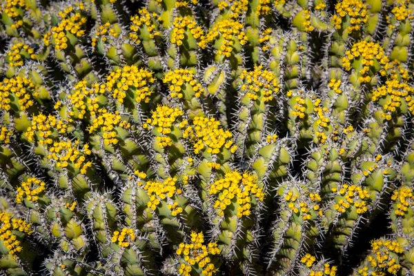 Euphorbia Polyacantha Ist Ein Dorniger Strauch Der Steinigen Berghängen Heißen — Stockfoto