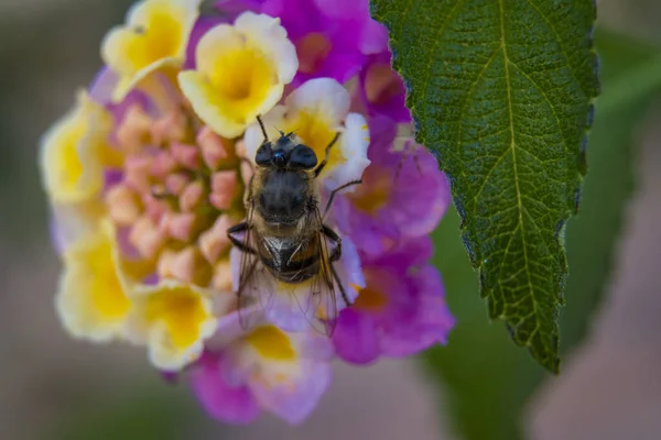 Biene Beim Nektaressen Auf Einer Lebendigen Und Farbenfrohen Nahaufnahme Einer — Stockfoto