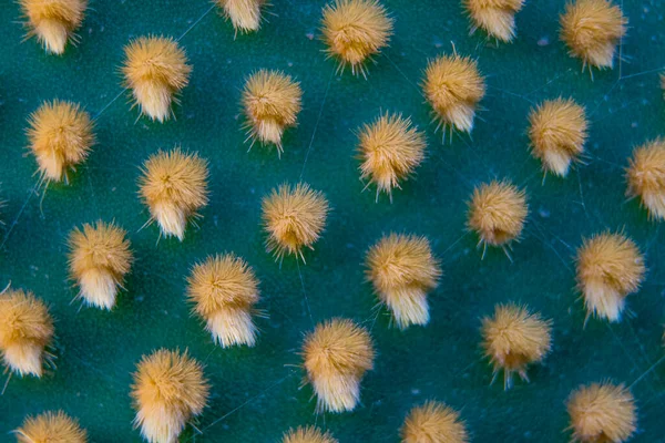 Nahaufnahme Und Makroaufnahme Der Aereole Des Optunia Kaktus Mit Luftstacheln — Stockfoto