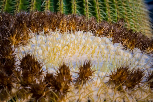 Primer Plano Macroplano Inflorescencia Echinocactus Platyacanthus Cactus Barril Gigante También —  Fotos de Stock