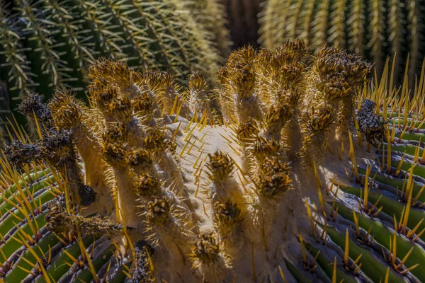 Nahaufnahme Und Makroaufnahme Der Blütenstände Eines Echinocactus Platyacanthus Oder Riesenfasskaktus — Stockfoto