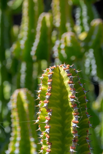 Vertikale Ansicht Der Nadeln Und Ähren Der Pflanze Euphorbia Echinus — Stockfoto