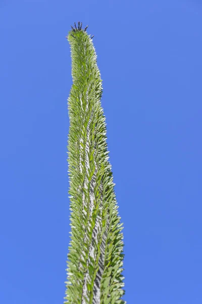 龙舌兰科植物 Alluaudia Procera或Madagascar Ocotillo 是一种落叶肉质植物 — 图库照片