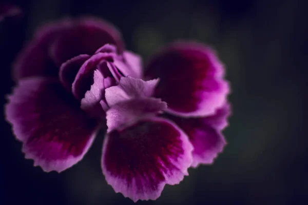 Dark Moody Macro Shot Pink Kisses Dianthus Caryophyllus Flower Head — Stock Photo, Image
