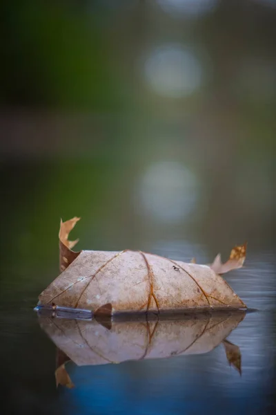 stock image Vertical closeup shot of Autumn leaf in quiet water with reflections and blurry background. Beauty in nature.