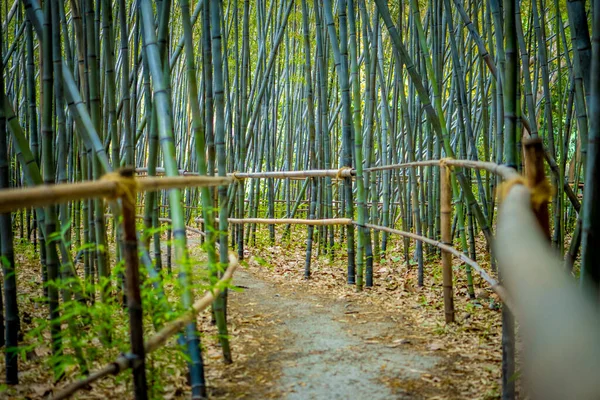 Bambu Ormanında Seçici Bir Odak Ile Dar Virajlı Yürüyüş Yolu — Stok fotoğraf
