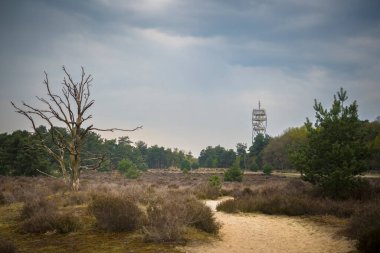 Kalmthout, Belçika, Mayıs 2023: İlkbahar ve gözetleme kulesi boyunca Kalmthout Heath 'de manzara