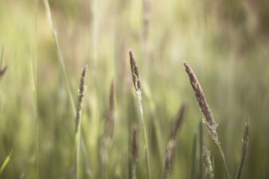 Hayali ve yumuşak, seçici odaklı çimen ve tohumların yakın plan çekimi. Sinematik görünüm.