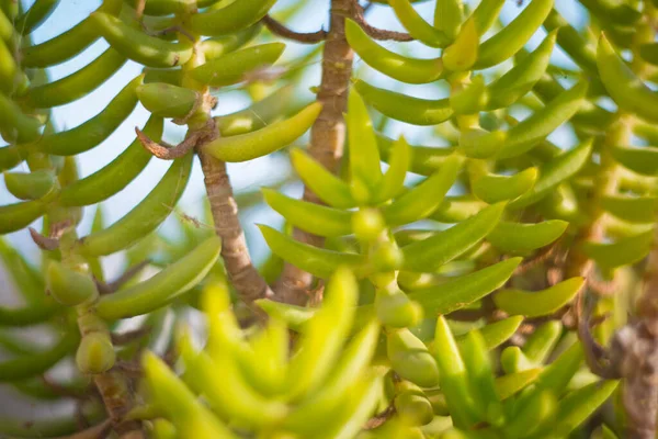 Crassula tetragona Güney Afrika 'ya özgü sulu bir bitkidir. Minyatür Çam Ağacı olarak da bilinir çünkü iğne benzeri yaprakları ve çalısı gibi görünmektedir.