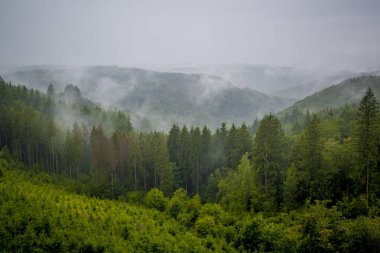 Belçika 'nın Lüksemburg eyaleti Bouillon civarındaki Wallonia' daki yağmurlu ve sisli Ardennes ormanına bakın..