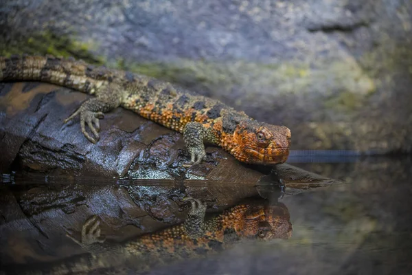 Närbild Skott Kinesiska Krokodil Ödla Nära Vatten — Stockfoto