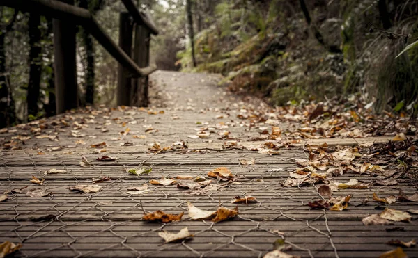 Осенние Березовые Листья Деревянной Дорожке Лесу Галисии Испания — стоковое фото