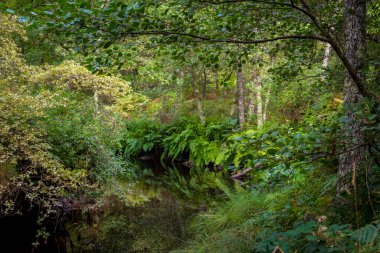Galiçya, Lugo yakınlarındaki Ruta Dos Muinos yürüyüş parkurundaki Rego de Mera nehri manzarası. Doğada güzellik