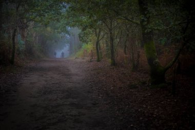 Doğa, sabah erken saatlerde İspanya 'nın Galiçya kentindeki Camino Santiago Compostela yürüyüş rotasında yürüyüş yapan yürüyüşçülerin mavi saatinde çekildi.