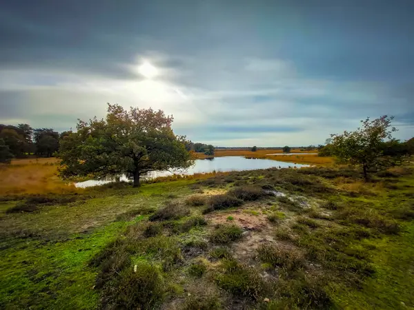 Hollanda, Oisterwijk yakınlarındaki Kampina 'daki Zandbergsvennen doğa rezervine bakın