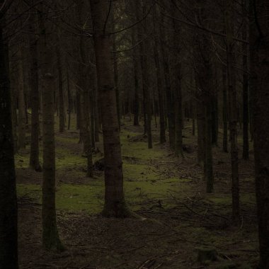 Karanlık ve kasvetli bir çam ormanında yosun kaplı yüzeyi olan ağaçlara bak.