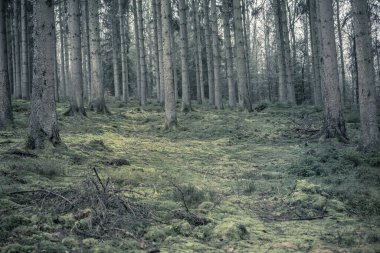 Yosun kaplı bir çam ağacı ormanının yüzeyi ve toprağı
