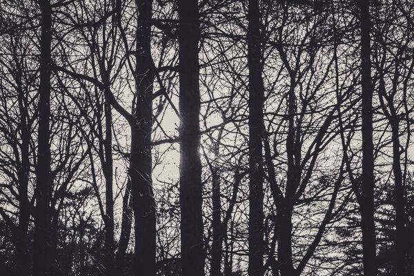 Abstract black and white shot of the sun behind the trees in a forest. Moody and spooky atmosphere.