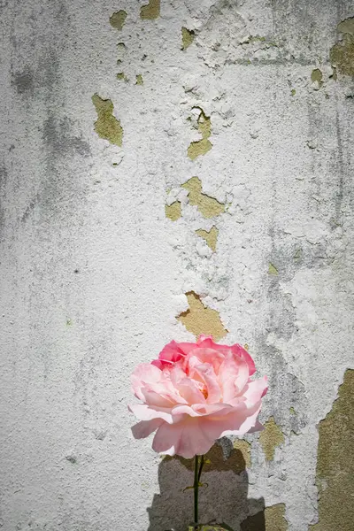 Pink Rose Flower Front Grunge Wall Peeling Paint — Stock Photo, Image