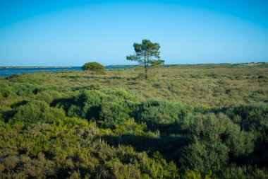 Portekiz 'in Faro kentindeki Ria Formosa kentindeki doğa ve manzaraya bakın.