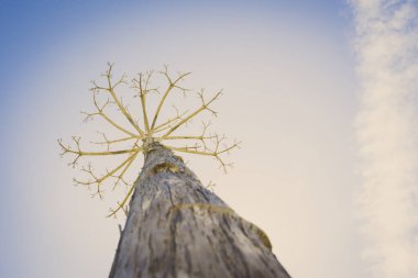 Bulutlu açık bir gökyüzüne karşı çıplak agave kökü
