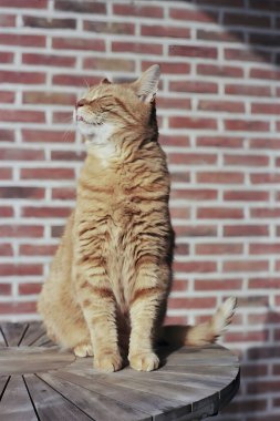 Kızıl kedi, bir dairenin balkonundaki ahşap masada güneşin tadını çıkarıyor..