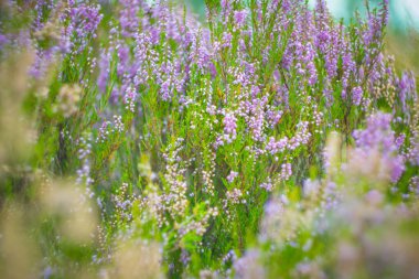 Closeup shot of purple heather (Calluna vulgaris) in bloom. Selective focus clipart