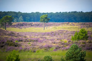 Mor Heather 'la Kalmthout Heath' in manzara görüntüsü