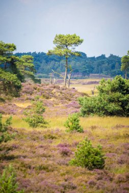 Kalmthout Heath 'de mor Heather' la Panorama manzarasının dikey çekimi.