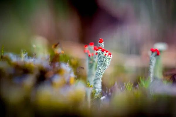 stock image Closeup shot of Cladonia asahinae, the pixie cup lichen or Asahina's cup lichen