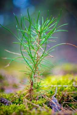 Yumuşak, yosunlu bir zeminde büyüyen iğne yapraklarıyla genç bir çam fidanının yakın çekimi..