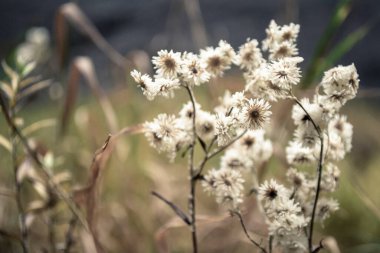 Closeup shot of Pearly Everlasting (Anaphalis margaritacea) with white petals, brown centers and delicate flowers. clipart