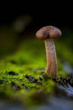 Armillaria cinsinden Bal Mantarı 'nın dikey makro görüntüsü, muhtemelen Armillaria Mellea devrilmiş bir huş ağacının gövdesinde yetişiyor.