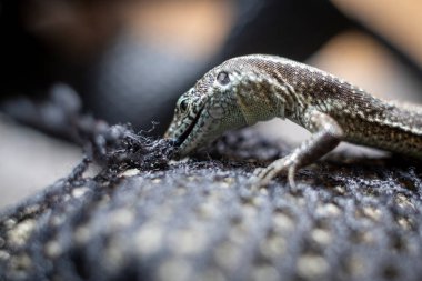 Closeup shot of a common Wall Lizard, scientifically named Podarcis muralis clipart