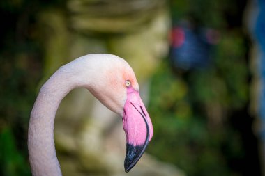 Closeup shot of Greater Flamingo, Phoenicopterus roseus, with blurry background and selective focus clipart