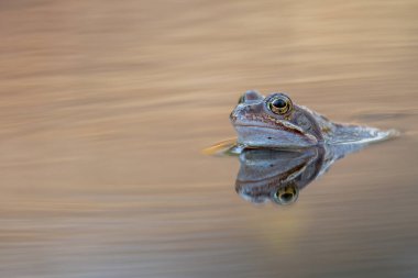 Mağripli kurbağa, Rana arvalis, ılık ve yumuşak renklerle çevrili su yüzeyine yansıyan durgun sudan çıkar..