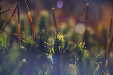 Yumuşak odaklı yeşil yosun yakın plan, ve arka planda sıcak güneş ışığı.