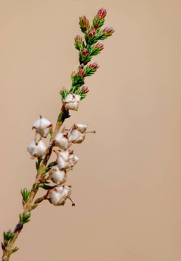 Sönük kahverengi arka planda narin mor funda (Calluna vulgaris) çiçeklerinin yakın çekimi