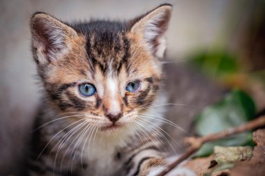 Şirin mavi gözlü tekir kedicik meraklı ve sakin görünüyor, yumuşak kürkü ve narin bıyıkları var.
