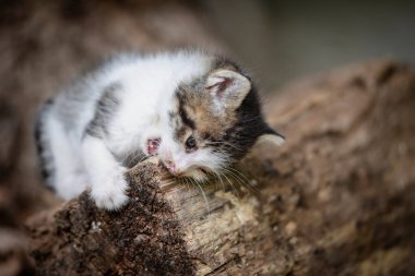 Ormandaki ağaç kabuğunu çiğneyen sevimli ve oyuncu kedi yavrusu.