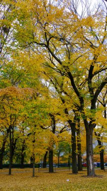 Autumn Foliage at North Rose Garden in downtown Chicago, Illinois, USA