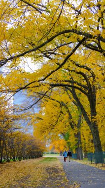 Autumn Foliage at North Rose Garden in downtown Chicago, Illinois, USA
