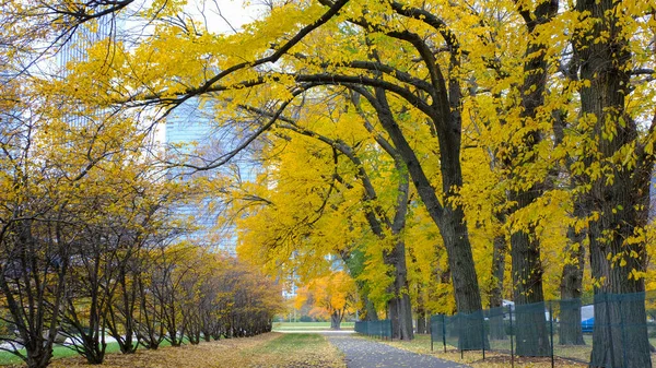 stock image Autumn Foliage at North Rose Garden in downtown Chicago, Illinois, USA