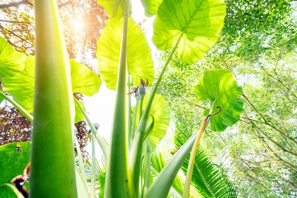 Калья Лілія Велика Вічнозелена Трава — стокове фото
