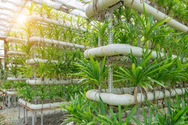 China Hainan Island Located Tropics Picture Shows Orchids Cultivated Greenhouses — Stock Photo, Image
