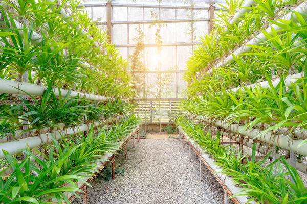 China Hainan Island Located Tropics Picture Shows Orchids Cultivated Greenhouses — Stock Photo, Image